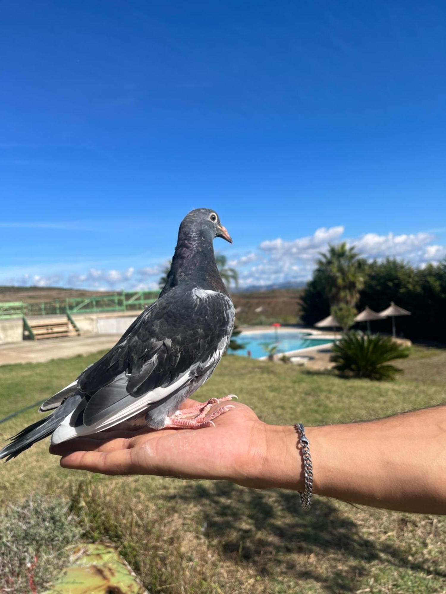 Resort Kodra E Godenve *